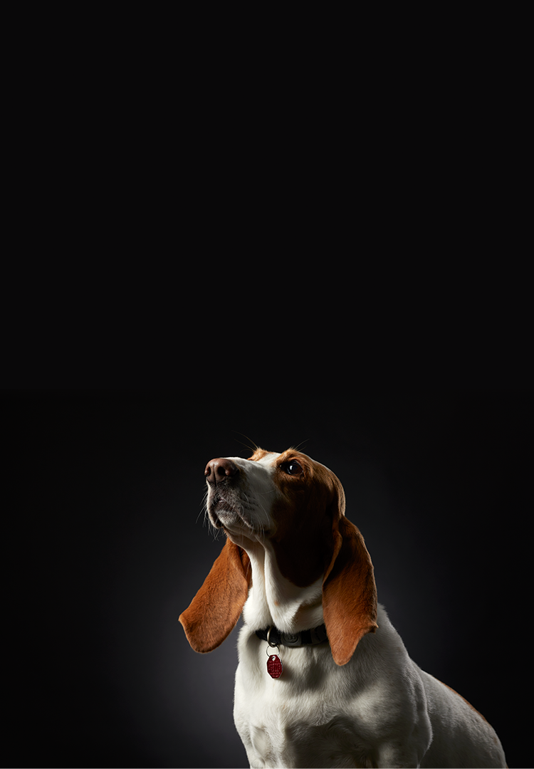 basset hound