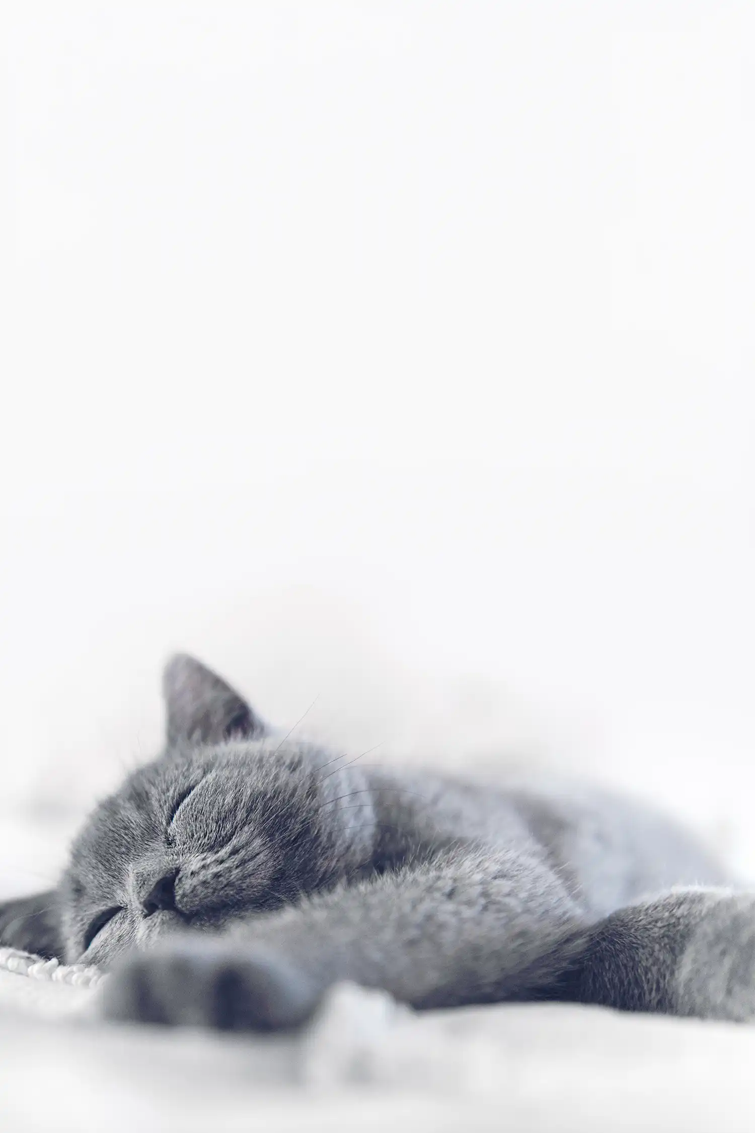 Sleeping Gray Cat