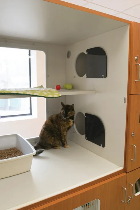 Luxury_Cat_Condo_Interior_Cat_Midmark