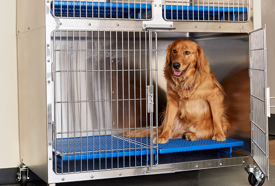 veterinary cage banks