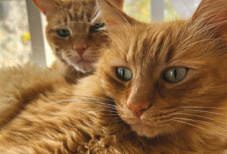 Two orange tabby cats