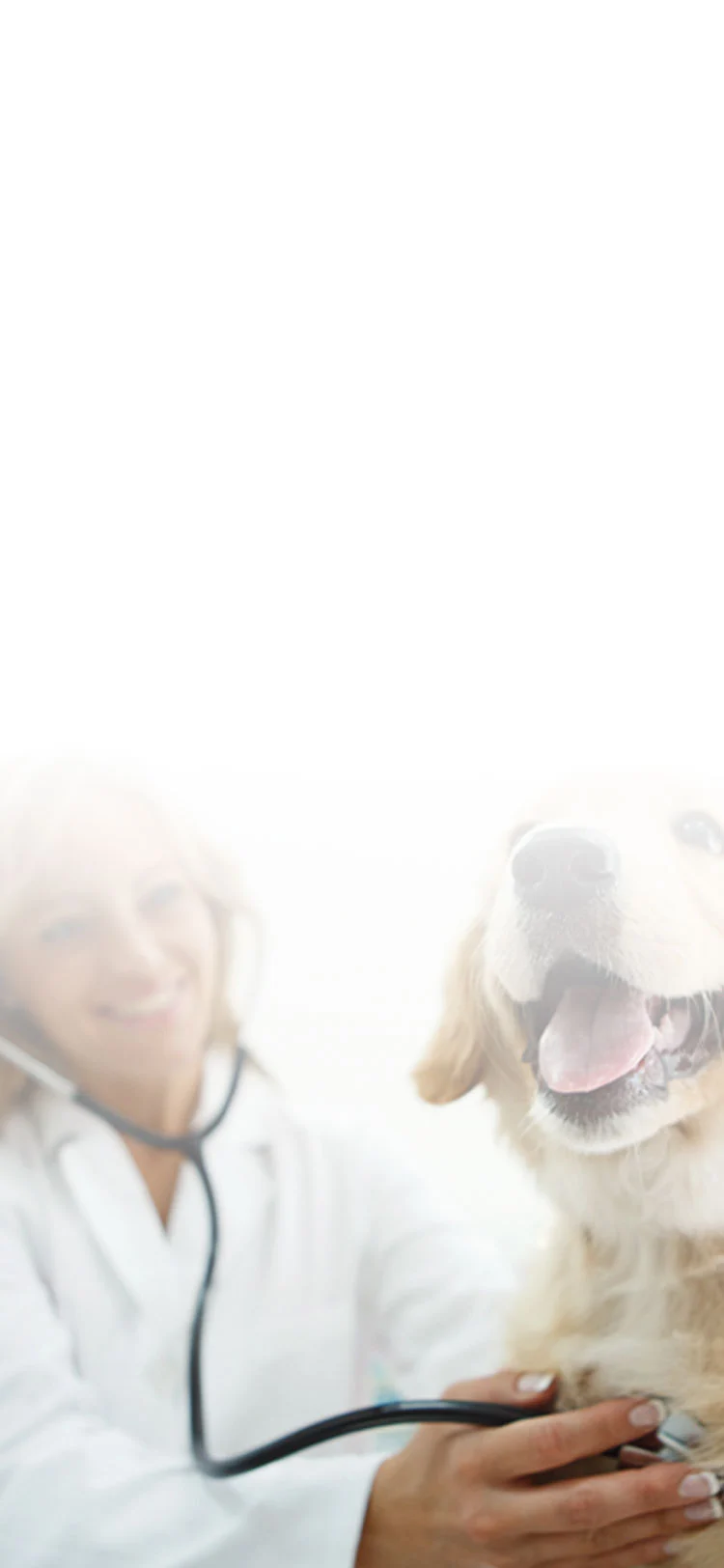 vet listening to dog's heartbeat