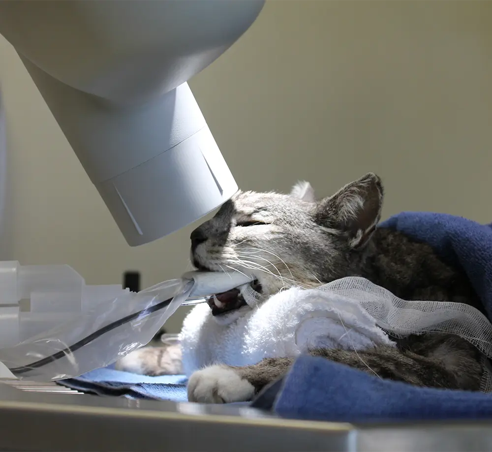 Veterinary X-ray equipment in use