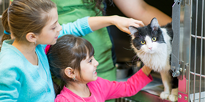 shelter cat