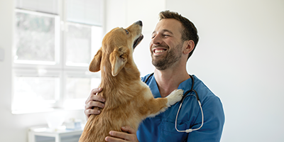 Vet and Corgi