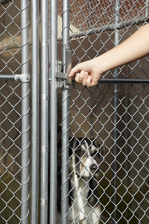 Chain Link Latch